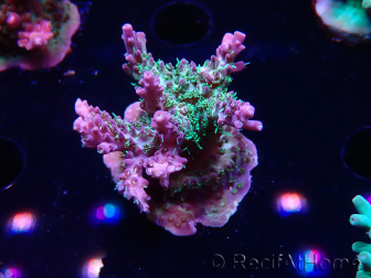 WYSIWYG- RAH Acropora Purple Haze