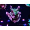 WYSIWYG- RAH Acropora Purple Haze 5B5