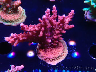 WYSIWYG Acropora millepora Pink