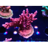 WYSIWYG Acropora millepora Rosa