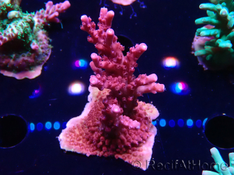 WYSIWYG Acropora