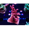 WYSIWYG Acropora