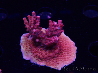 WYSIWYG Acropora sp Ultra