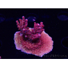 WYSIWYG Acropora sp Ultra