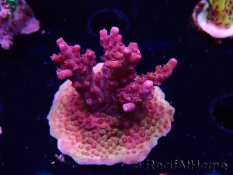 WYSIWYG Acropora sp Ultra