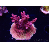 WYSIWYG Acropora sp Ultra
