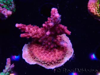 WYSIWYG Acropora sp Ultra