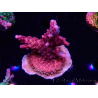 WYSIWYG RAH Acropora Ghost Town 5D5