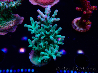 WYSIWYG ORA Acropora turaki Hawkins 5U1