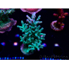WYSIWYG ORA Acropora turaki Hawkins 5U1