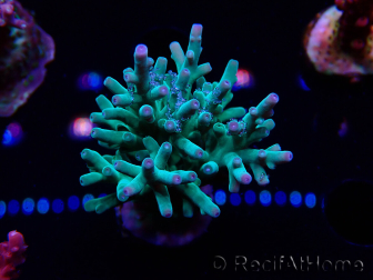WYSIWYG ORA Acropora turaki Hawkins