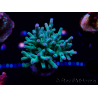 WYSIWYG ORA Acropora turaki Hawkins