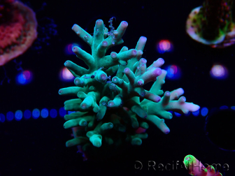 WYSIWYG ORA Acropora turaki Hawkins