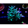 WYSIWYG ORA Acropora turaki Hawkins