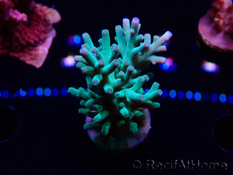 WYSIWYG ORAAcropora turaki Hawkins 5U4
