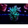 WYSIWYG ORAAcropora turaki Hawkins 5U4