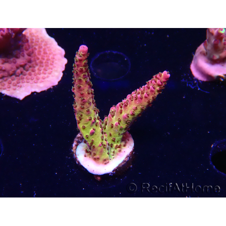 WYSIWYG - Acropora PC Rainbow