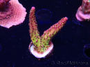 WYSIWYG - Acropora PC Rainbow