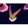 WYSIWYG - Acropora PC Rainbow