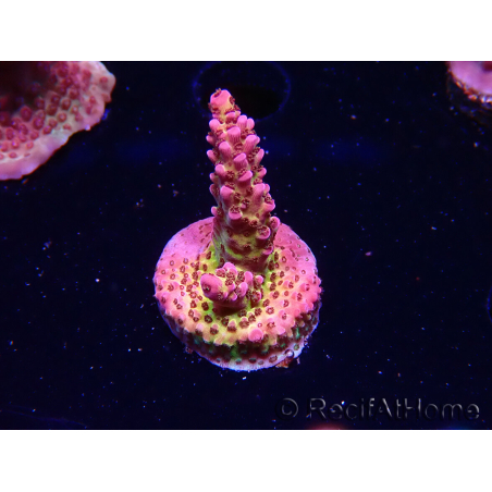 WYSIWYG - Acropora PC Rainbow