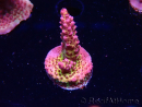 WYSIWYG - Acropora PC Rainbow