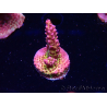 WYSIWYG - Acropora PC Rainbow