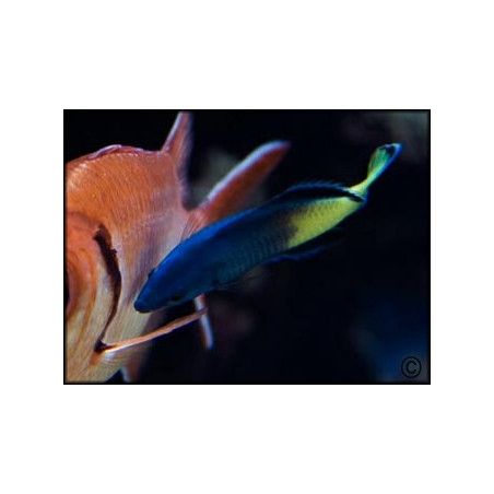 Labroides bicolor