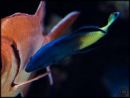 Labroides bicolor