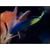 Labroides bicolor