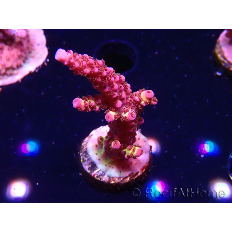 WYSIWYG - Acropora PC Rainbow 5I3