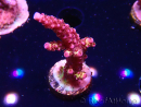 WYSIWYG - Acropora PC Rainbow 5I3