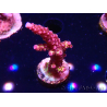 WYSIWYG - Acropora PC Rainbow
