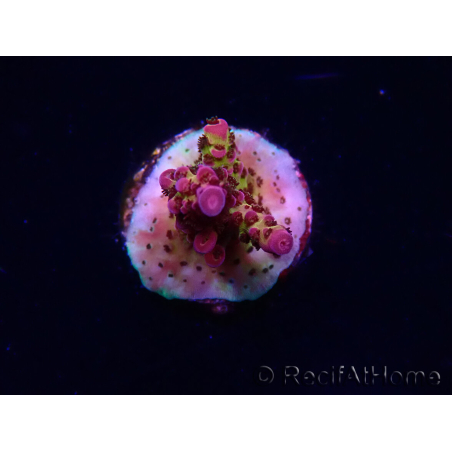 WYSIWYG - Acropora PC Rainbow
