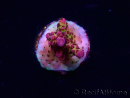 WYSIWYG - Acropora PC Rainbow
