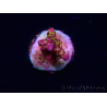 WYSIWYG - Acropora PC Rainbow