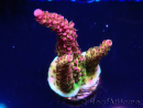 WYSIWYG - Acropora PC Rainbow