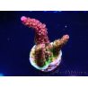 WYSIWYG - Acropora PC Rainbow