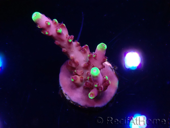 WYSIWYG JF Acropora Fox Flame