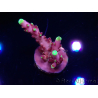 WYSIWYG JF Acropora Fox Flame