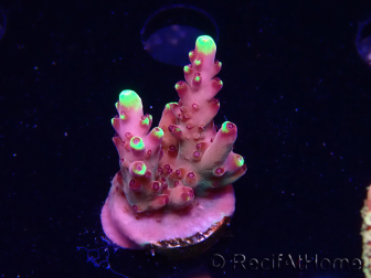 WYSIWYG JF Acropora Fox Flame