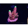 WYSIWYG JF Acropora Fox Flame 5O3
