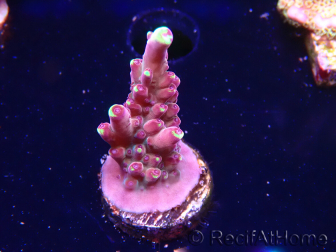 WYSIWYG JF Acropora Fox Flame