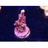WYSIWYG JF Acropora Fox Flame 5O4