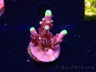 WYSIWYG JF Acropora Fox Flame