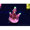WYSIWYG JF Acropora Fox Flame
