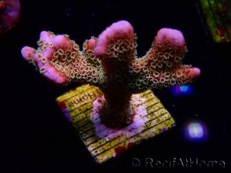 WYSIWYG - RAH Montipora Silly Salmon 5K6