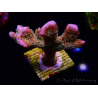 WYSIWYG - RAH Montipora Silly Salmon 5K6