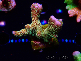 WYSIWYG - RAH Montipora Silly Salmon 5K7