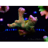 WYSIWYG - RAH Montipora Silly Salmon 5K7