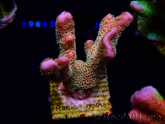 WYSIWYG - RAH Montipora Silly Salmon
